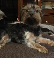 Tootsie (Merle Yorkie) PET ONLY, a female Yorkshire Terrier for sale in Norwalk, CT – 2 of 6