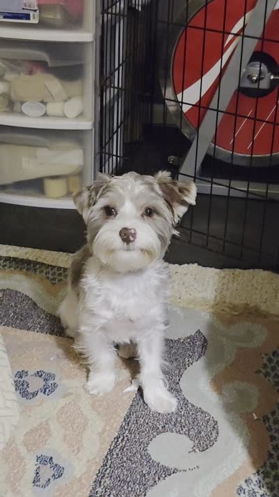 Harley Harlequin Yorkie, a male Yorkshire Terrier for sale in Norwalk, CT – 9 of 9