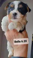 Bella Boo Tri-Color Yorkie, a female Yorkshire Terrier for sale in Norwalk, CT – Photo 6 of 8