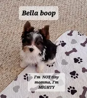 Bella Boo Tri-Color Yorkie, a female Yorkshire Terrier for sale in Norwalk, CT – Photo 1 of 8