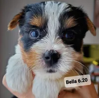 Bella Boo Tri-Color Yorkie, a female Yorkshire Terrier for sale in Norwalk, CT – Photo 4 of 8