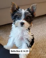 Bella Boo Tri-Color Yorkie, a female Yorkshire Terrier for sale in Norwalk, CT – Photo 3 of 8