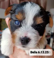 Bella Boo Tri-Color Yorkie, a female Yorkshire Terrier for sale in Norwalk, CT – Photo 7 of 8