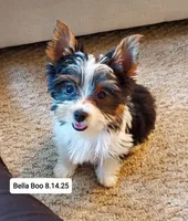 Bella Boo Tri-Color Yorkie, a female Yorkshire Terrier for sale in Norwalk, CT – Photo 2 of 8