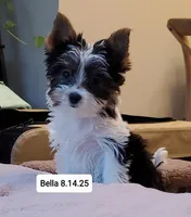 Bella Boo Tri-Color Yorkie, a female Yorkshire Terrier for sale in Norwalk, CT – Photo 5 of 8