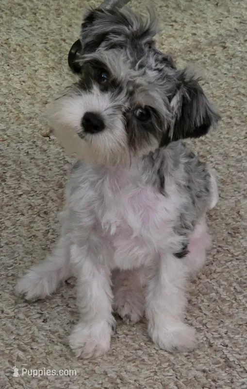 Dottie (Marble Eyes) – Morkie puppy for sale in Norwalk, CT