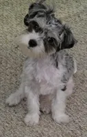 Dottie (Marble Eyes), a female Morkie for sale in Norwalk, CT – 2 of 7