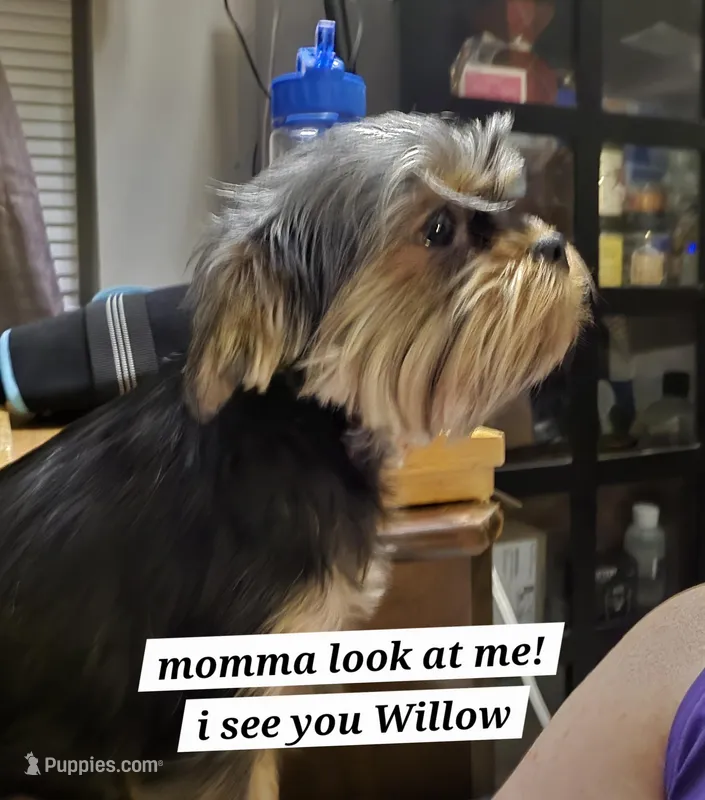Willow (Yorkie/Brussels) – Yorkshire Terrier puppy for sale in Norwalk, CT