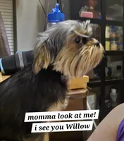 Willow (Yorkie/Brussels), a female Yorkshire Terrier for sale in Norwalk, CT – Photo 5 of 5