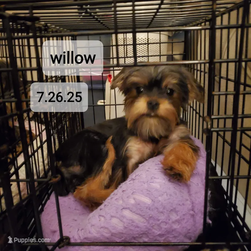 Willow (Yorkie/Brussels) – Yorkshire Terrier puppy for sale in Norwalk, CT