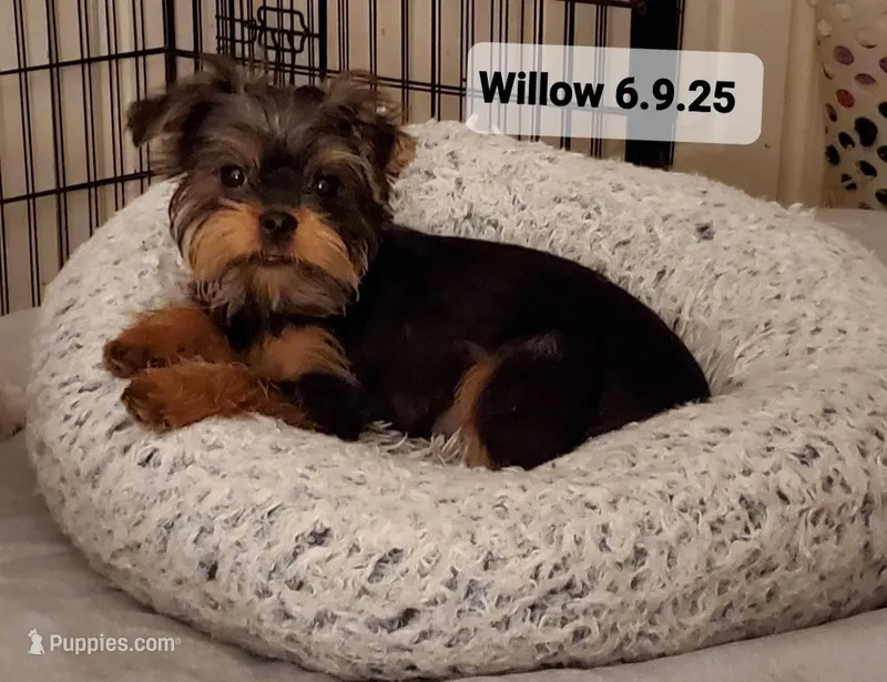 Willow (Yorkie/Brussels) – Yorkshire Terrier puppy for sale in Norwalk, CT