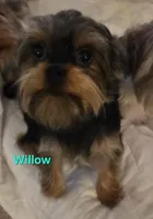Willow (Yorkie/Brussels), a female Yorkshire Terrier for sale in Norwalk, CT – Photo 4 of 5