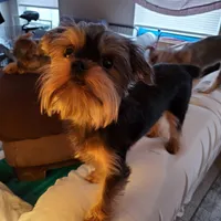 Willow (Yorkie/Brussels), a female Yorkshire Terrier for sale in Norwalk, CT – Photo 3 of 6