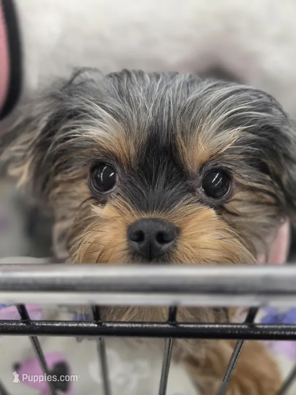 Willow (Yorkie/Brussels) – Yorkshire Terrier puppy for sale in Norwalk, CT