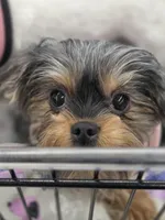 Willow (Yorkie/Brussels), a female Yorkshire Terrier for sale in Norwalk, CT – Photo 1 of 5