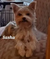 Sasha Girl, a female Yorkshire Terrier for sale in Norwalk, CT – 2 of 3