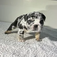 Gaston, a male English Bulldog for sale in Lemon Grove, CA – 4 of 8