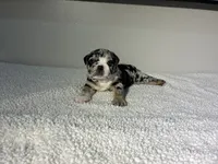 Gaston, a male English Bulldog for sale in Lemon Grove, CA – 6 of 8