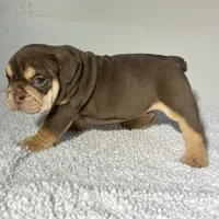 Valentine, a male English Bulldog for sale in Lemon Grove, CA – 3 of 7