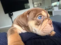 Valentine, a male English Bulldog for sale in Lemon Grove, CA – 4 of 7