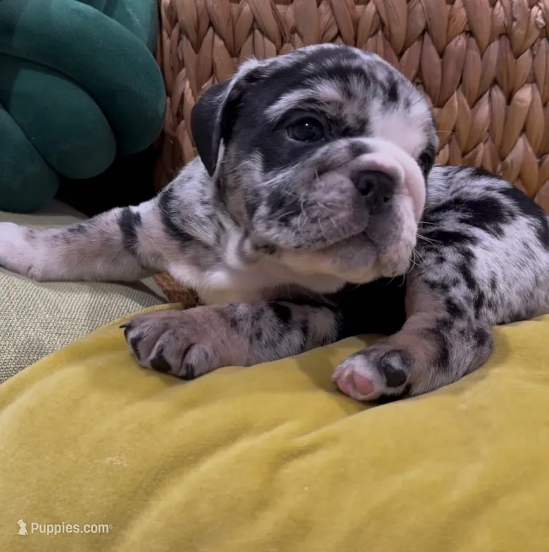 Gaston – English Bulldog puppy for sale in Lemon Grove, CA