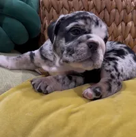 Gaston, a male English Bulldog for sale in Lemon Grove, CA – 1 of 8