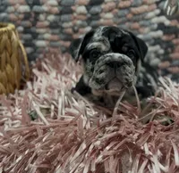 Dolly, a female English Bulldog for sale in Lemon Grove, CA – 5 of 8