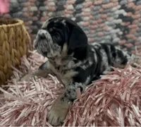 Dolly, a female English Bulldog for sale in Lemon Grove, CA – 7 of 8
