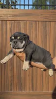 Arielle, a female English Bulldog for sale in Lemon Grove, CA – 5 of 10
