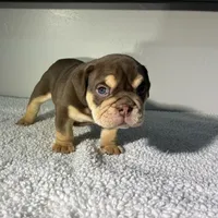 Valentine, a male English Bulldog for sale in Lemon Grove, CA – 2 of 7
