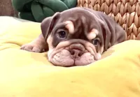 Valentine, a male English Bulldog for sale in Lemon Grove, CA – 7 of 7