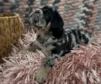 Dolly, a female English Bulldog for sale in Lemon Grove, CA – 4 of 8