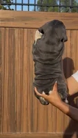 Arielle, a female English Bulldog for sale in Lemon Grove, CA – 6 of 10