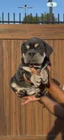 Arielle, a female English Bulldog for sale in Lemon Grove, CA – 1 of 10