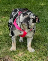 Arielle, a female English Bulldog for sale in Lemon Grove, CA – 9 of 10