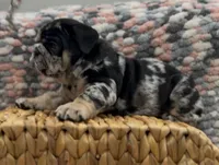 Dolly, a female English Bulldog for sale in Lemon Grove, CA – 6 of 8