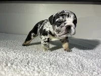 Gaston, a male English Bulldog for sale in Lemon Grove, CA – 7 of 8