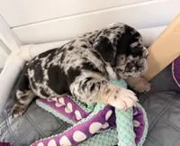 Gaston, a male English Bulldog for sale in Lemon Grove, CA – 8 of 8