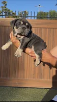Arielle, a female English Bulldog for sale in Lemon Grove, CA – 2 of 10