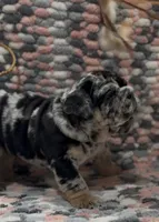 Dolly, a female English Bulldog for sale in Lemon Grove, CA – 8 of 8