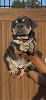Arielle, a female English Bulldog for sale in Lemon Grove, CA – 4 of 10