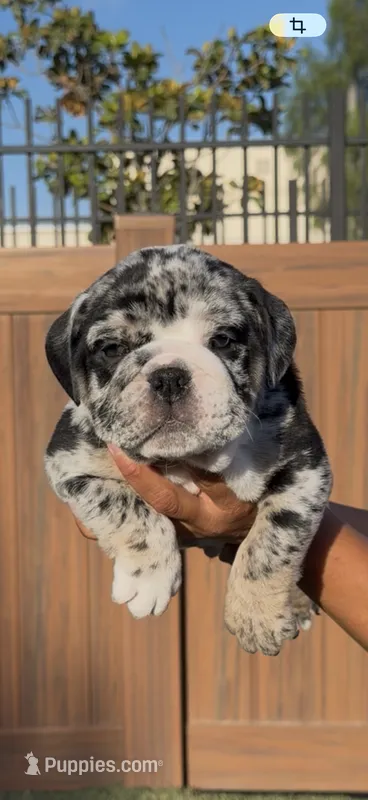 Gaston – English Bulldog puppy for sale in Lemon Grove, CA