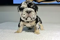 Dolly, a female English Bulldog for sale in Lemon Grove, CA – 2 of 8