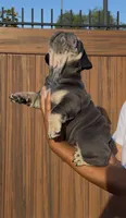 Arielle, a female English Bulldog for sale in Lemon Grove, CA – 3 of 10