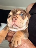 Valentine, a male English Bulldog for sale in Lemon Grove, CA – 5 of 7