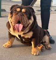 Arielle, a female English Bulldog for sale in Lemon Grove, CA – 10 of 10
