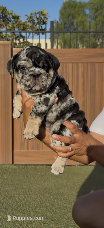 Dolly – English Bulldog puppy for sale in Lemon Grove, CA
