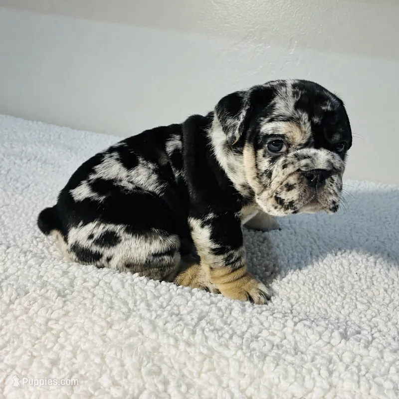 Dolly – English Bulldog puppy for sale in Lemon Grove, CA