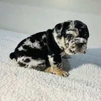 Dolly, a female English Bulldog for sale in Lemon Grove, CA – 1 of 8