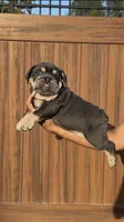 Arielle, a female English Bulldog for sale in Lemon Grove, CA – 7 of 10